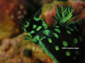 giant nembrotha copyright