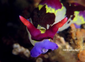 extreme closeup nembrotha 2 copyright