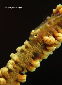 gold plated 7564 copyright